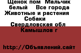 Щенок пом. Мальчик белый  - Все города Животные и растения » Собаки   . Свердловская обл.,Камышлов г.